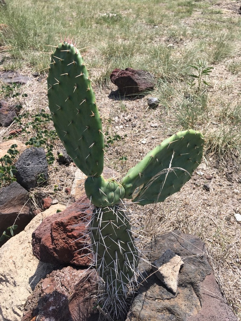 Opuntia rzedowskii photo 3