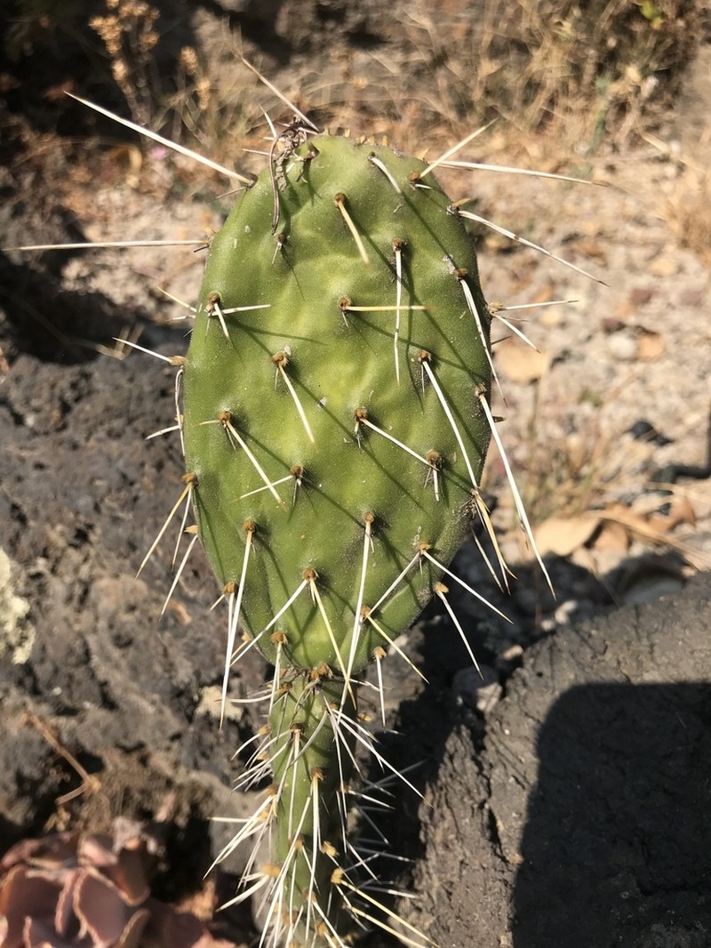 Opuntia rzedowskii photo 4