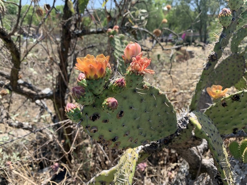 Opuntia rzedowskii photo 5