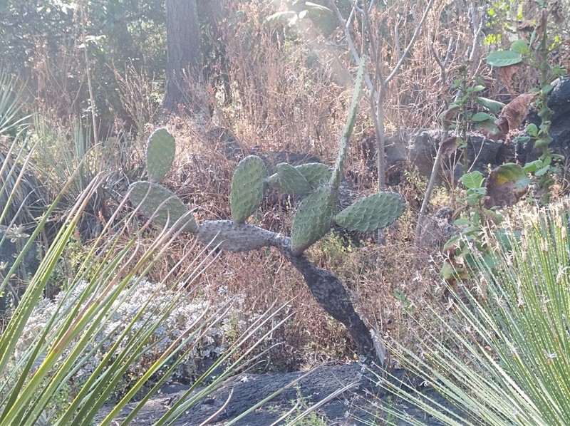 Opuntia rzedowskii photo 6