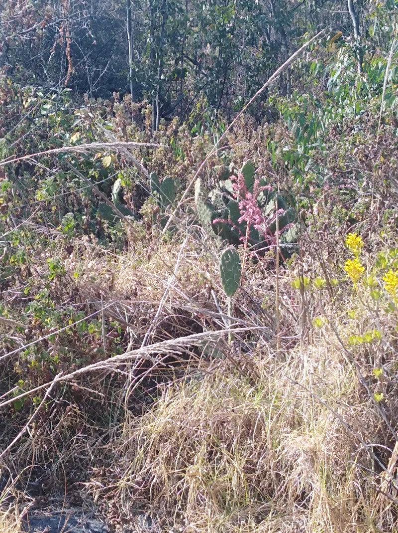 Opuntia rzedowskii photo 7