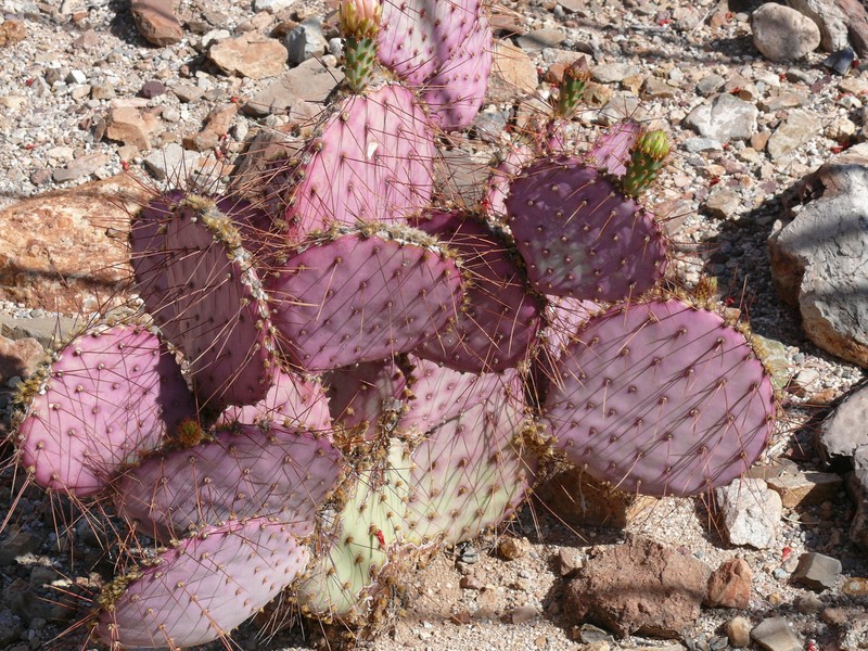 Santa Rita Pricklypear photo 2