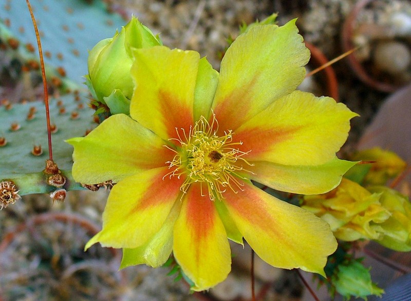 Santa Rita Pricklypear