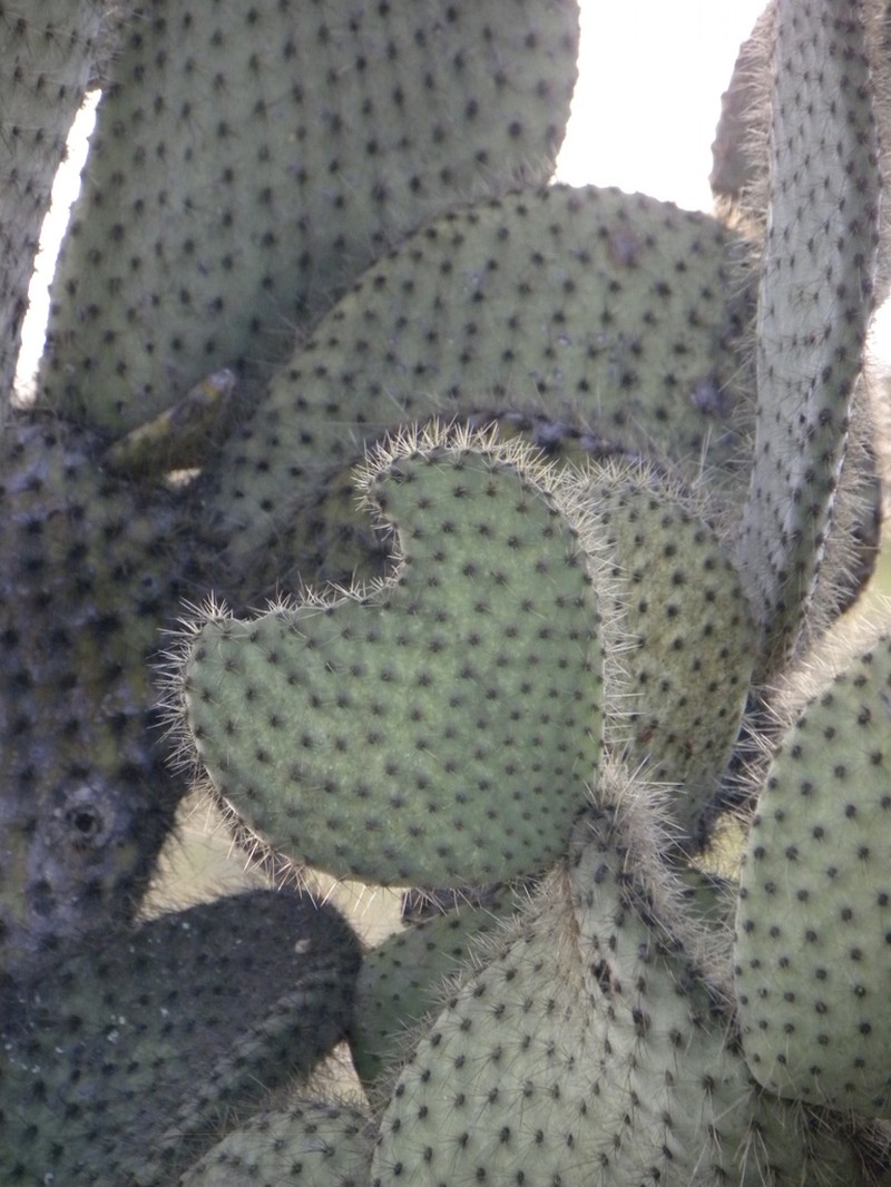 Opuntia scheeri