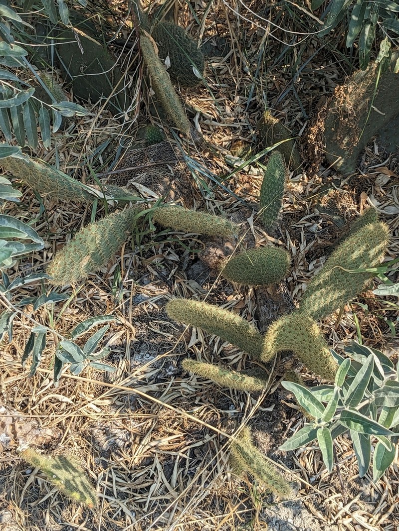 Opuntia scheeri photo 2