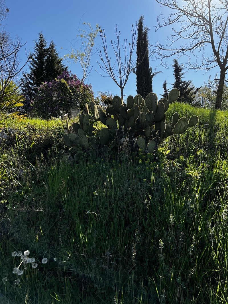 Opuntia scheeri photo 3