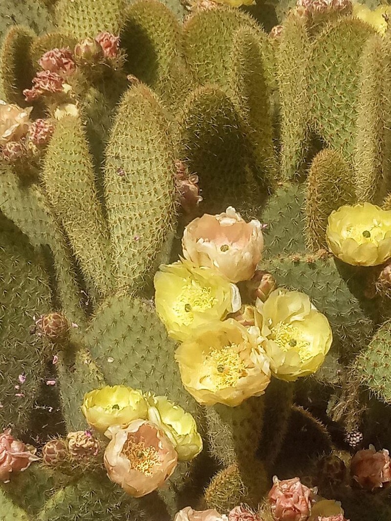 Opuntia scheeri photo 4