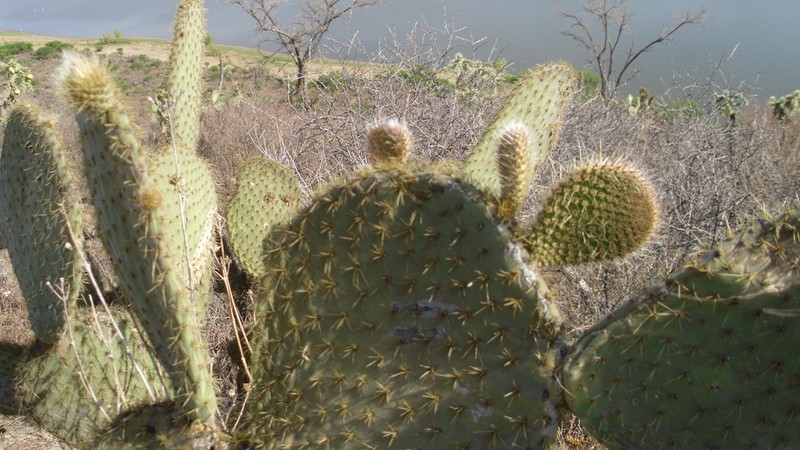 Opuntia scheeri photo 5