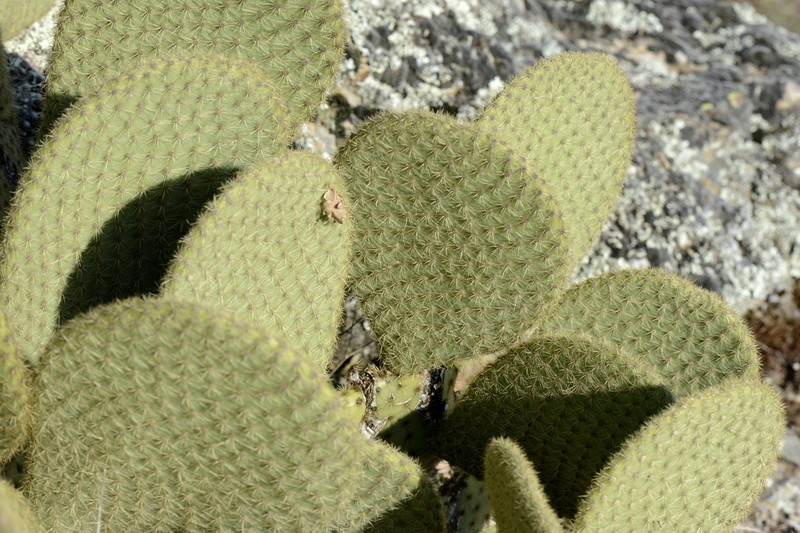 Opuntia scheeri photo 6