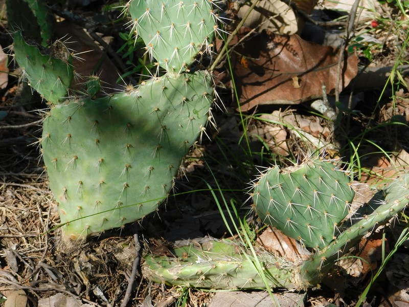 Opuntia scheeri photo 7