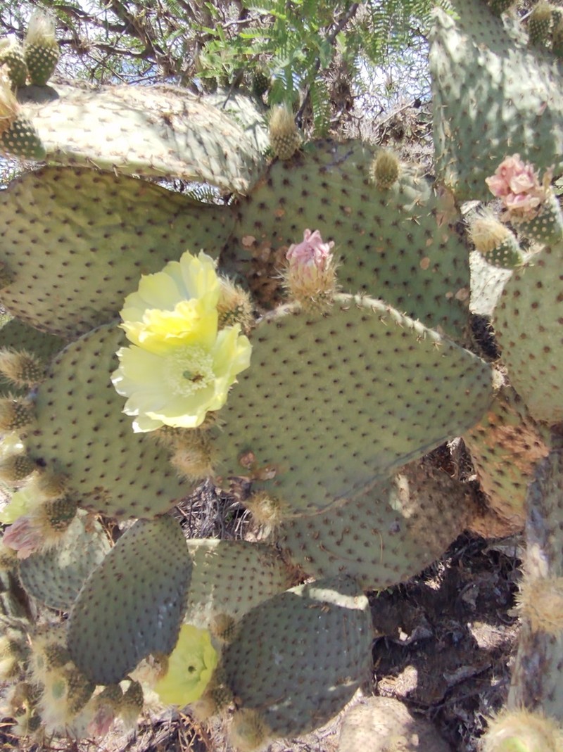 Opuntia scheeri photo 8