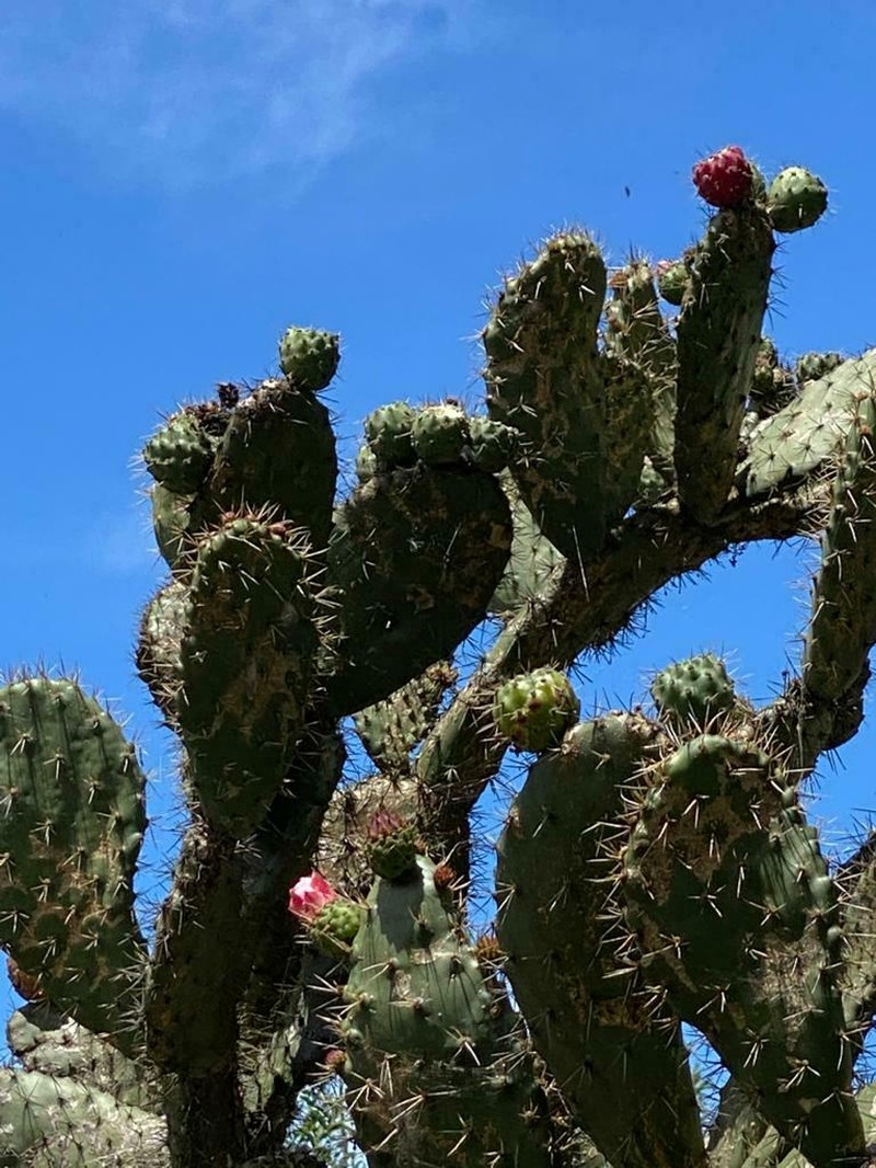 Opuntia schumannii photo 2