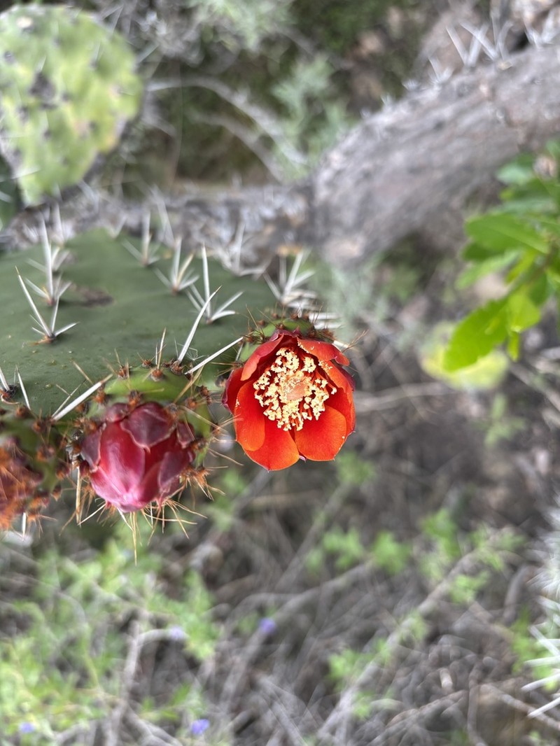Opuntia schumannii photo 3