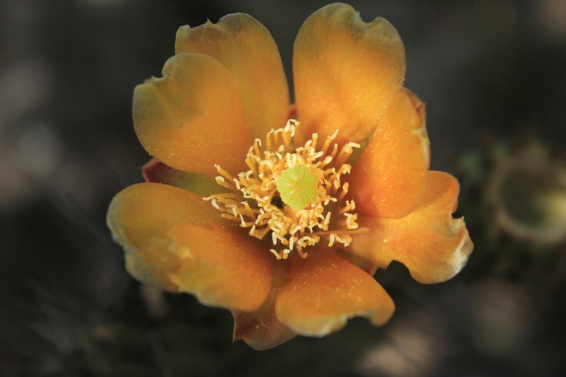 Opuntia schumannii photo 4