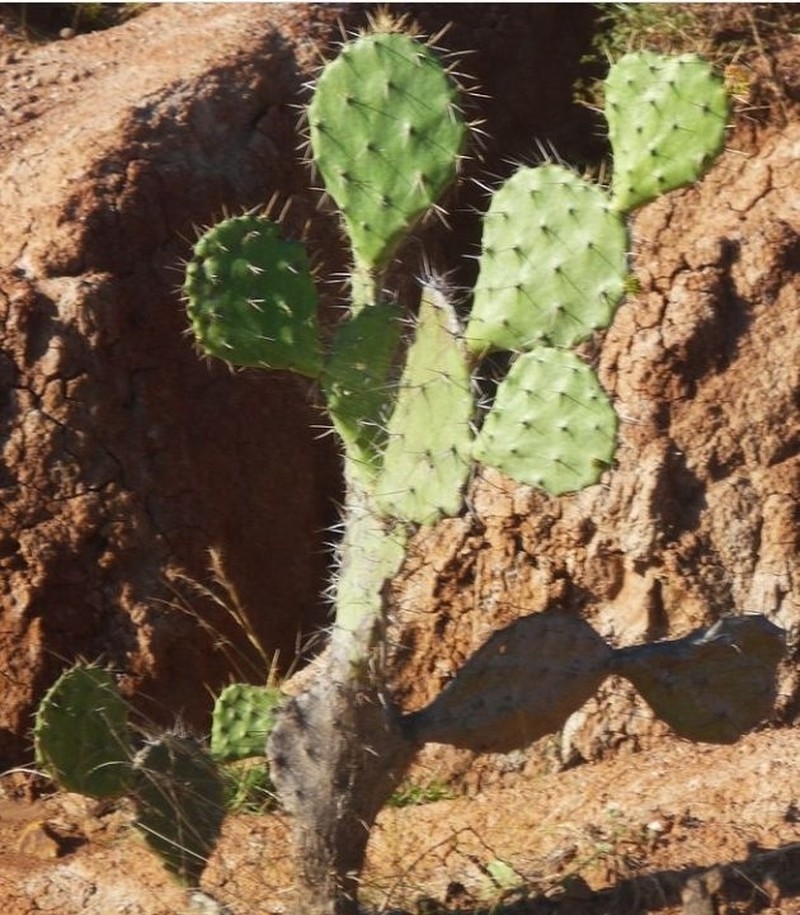 Opuntia schumannii photo 5