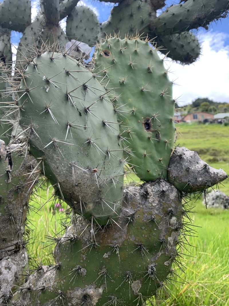 Opuntia schumannii photo 6