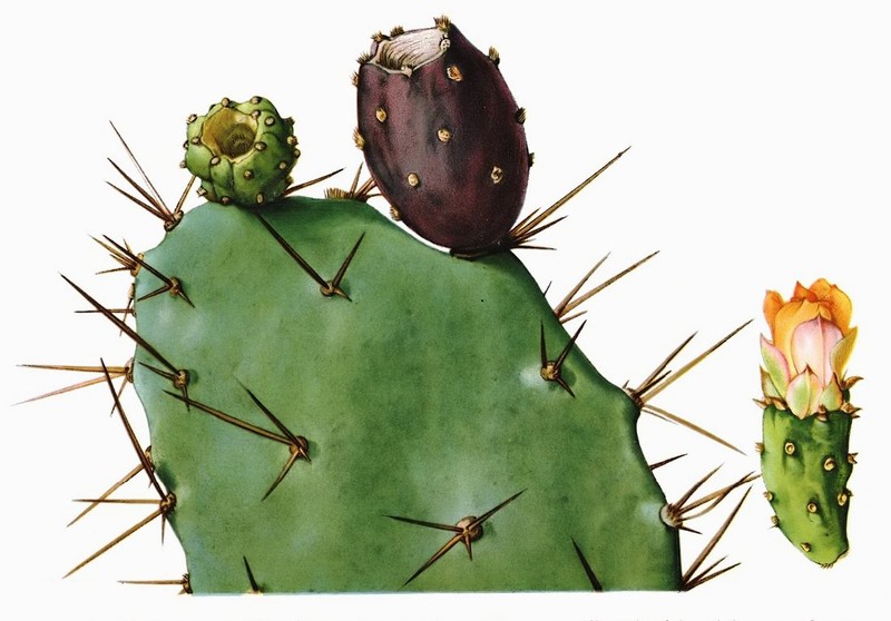 Opuntia schumannii