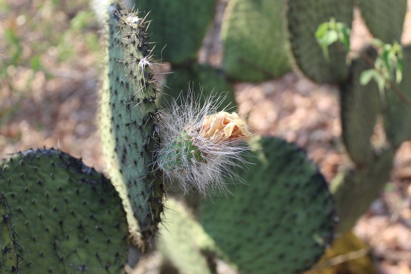 Opuntia setocarpa photo 2