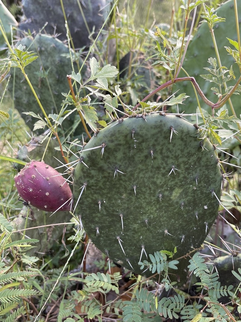 Opuntia sierralagunensis