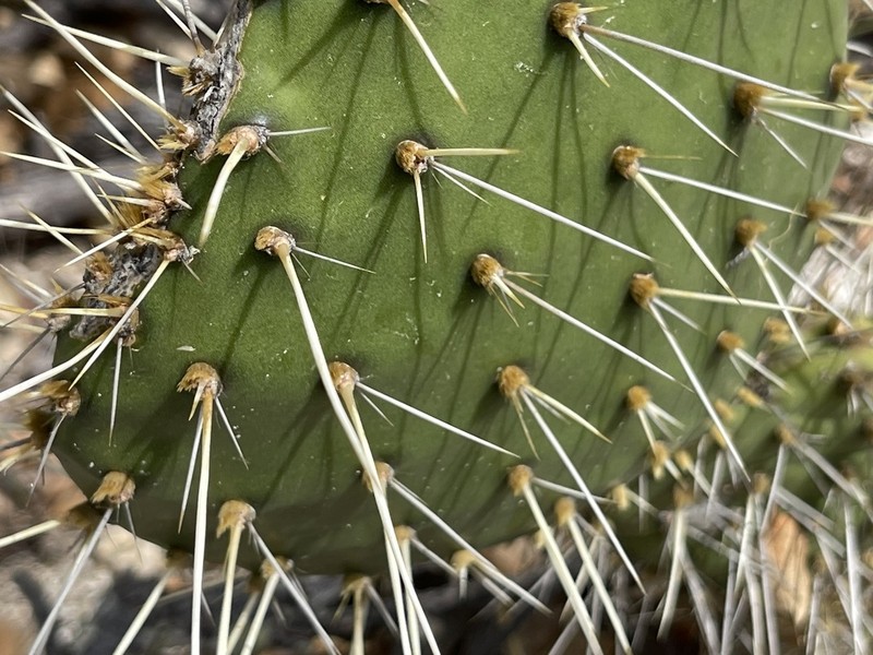 Opuntia sierralagunensis photo 2