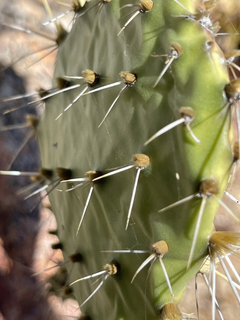 Opuntia sierralagunensis photo 3