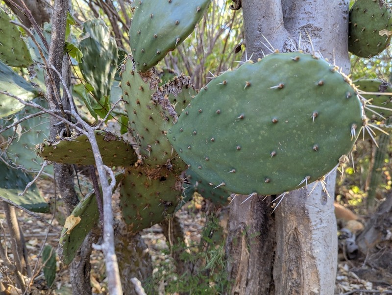 Opuntia sierralagunensis photo 4