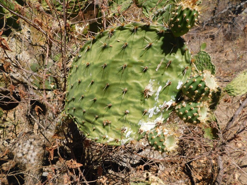 Opuntia sierralagunensis photo 5