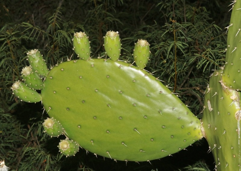 Opuntia sierralagunensis photo 6