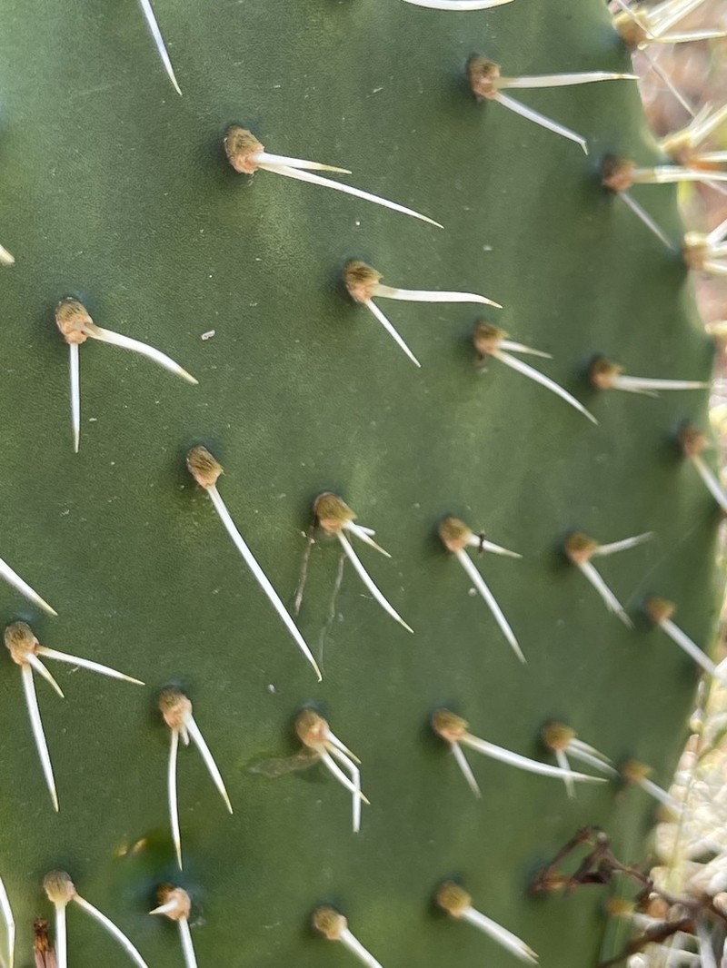 Opuntia sierralagunensis photo 7