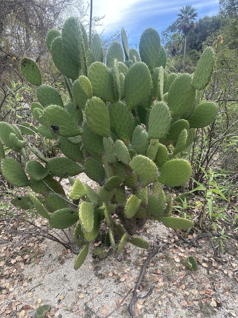 Opuntia sierralagunensis photo 8