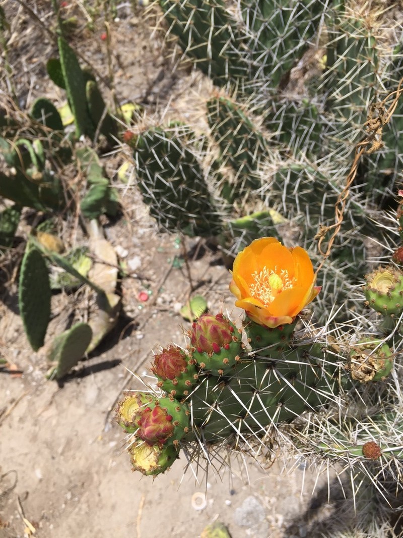 Opuntia soederstromiana
