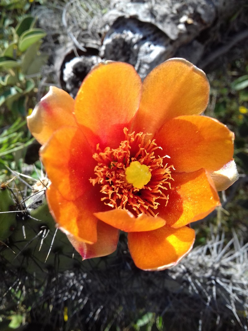 Opuntia soederstromiana photo 2