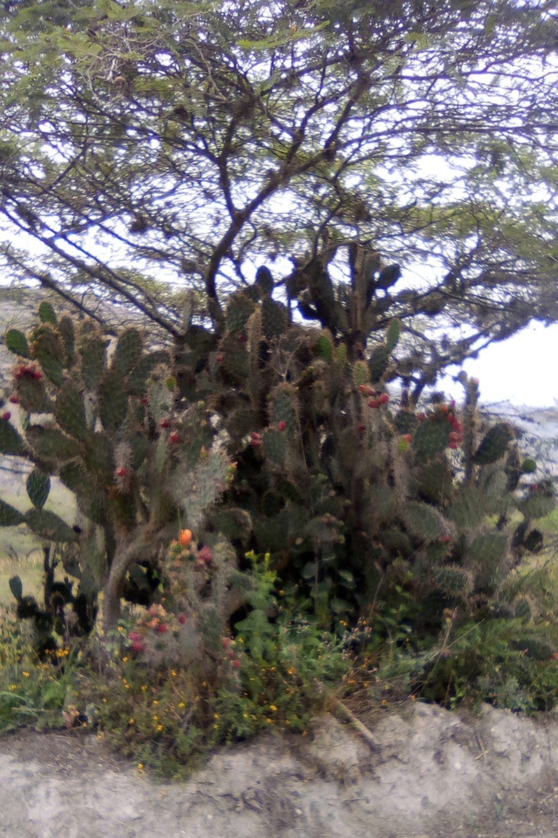 Opuntia soederstromiana photo 3