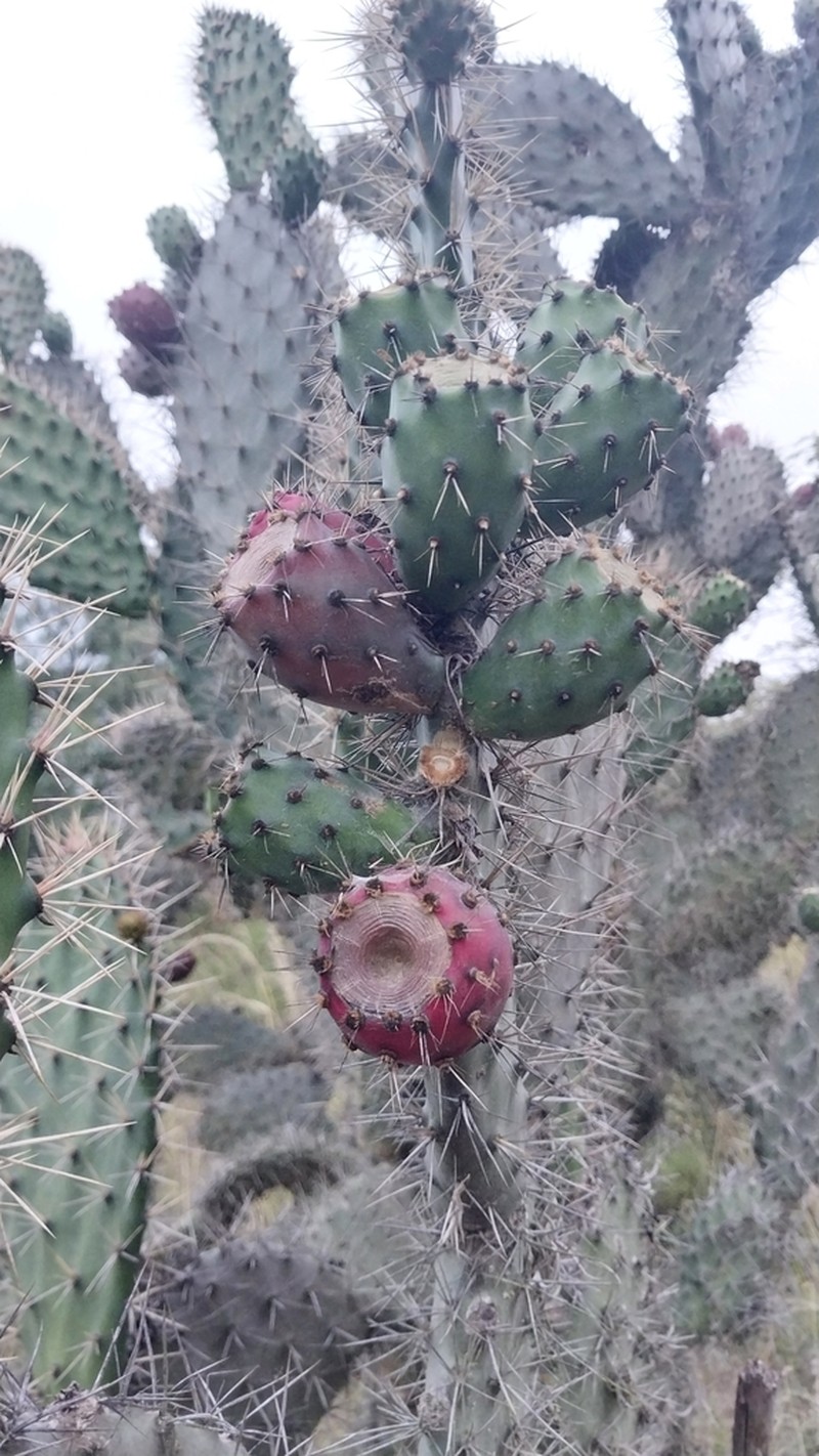 Opuntia soederstromiana photo 4
