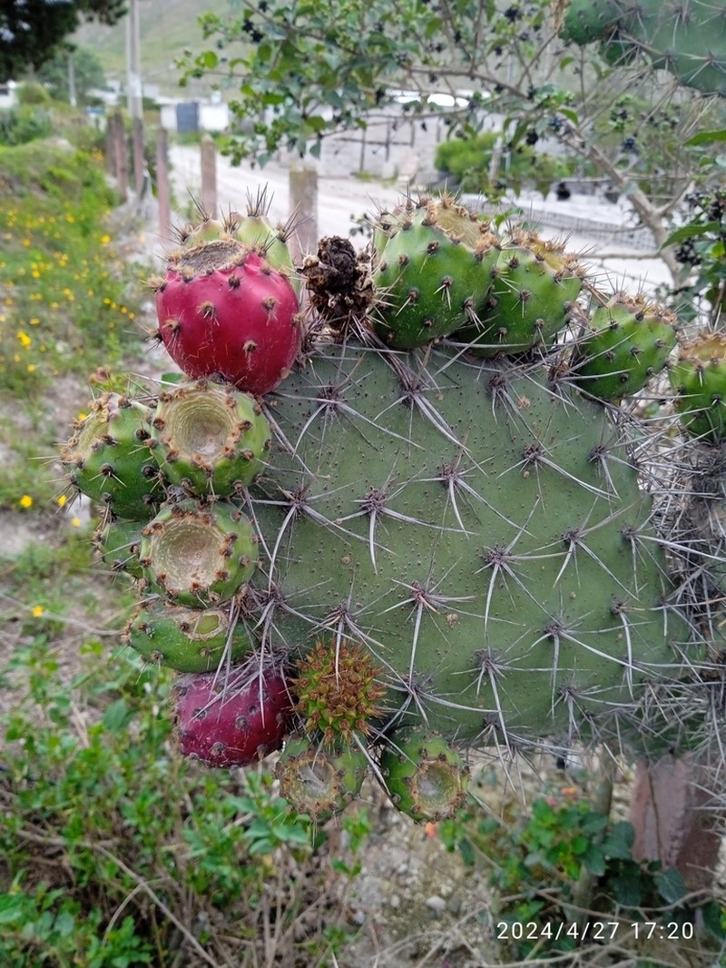 Opuntia soederstromiana photo 5