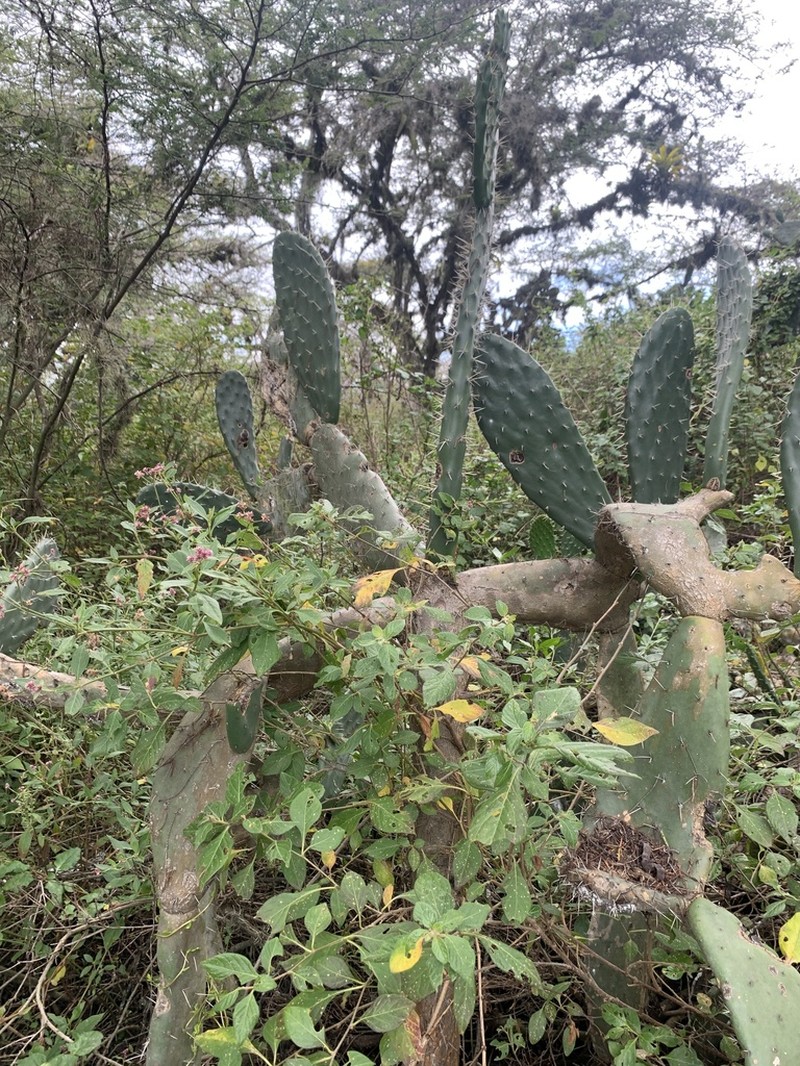Opuntia soederstromiana photo 6