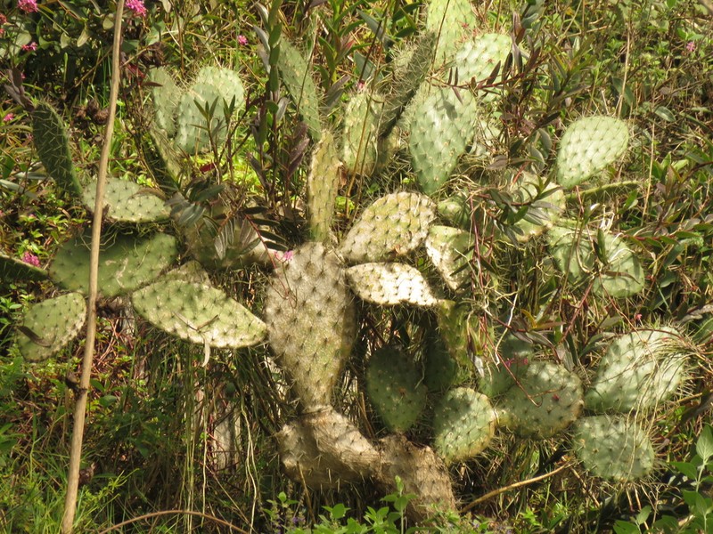 Opuntia soederstromiana photo 7