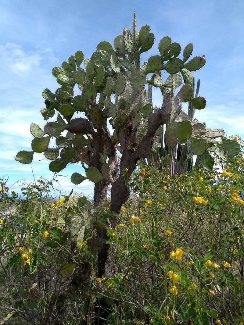 Opuntia soederstromiana photo 8