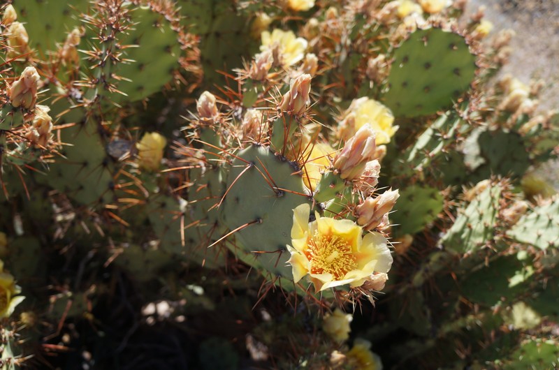 Pricklypear photo 2