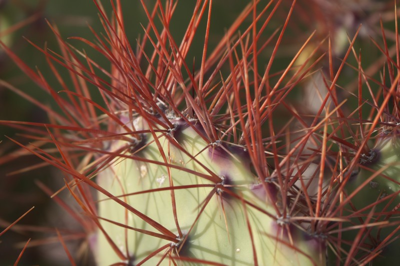 Pricklypear photo 3