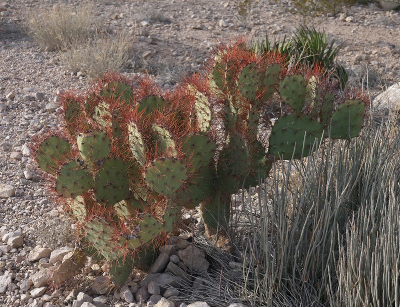Pricklypear