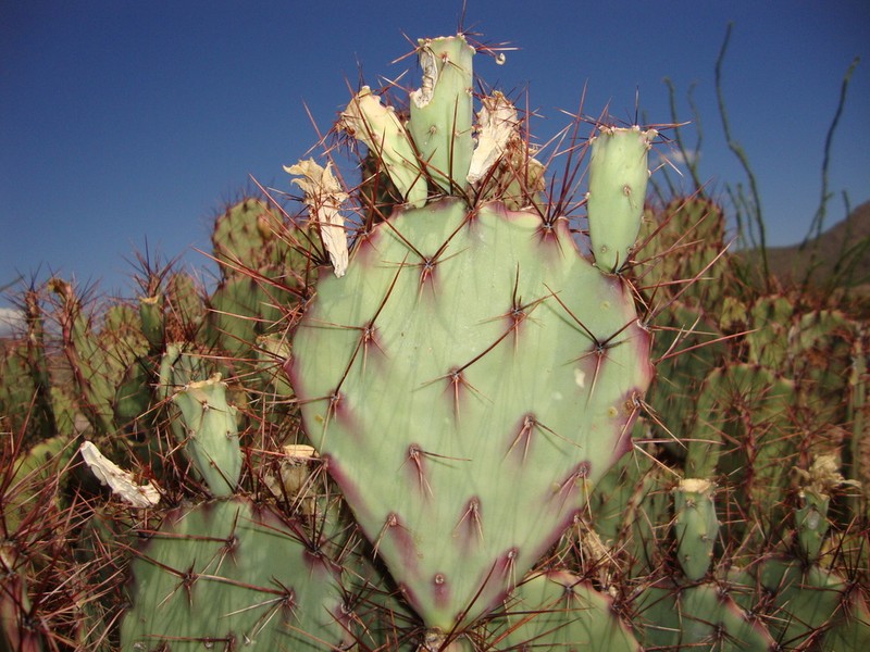 Pricklypear photo 5