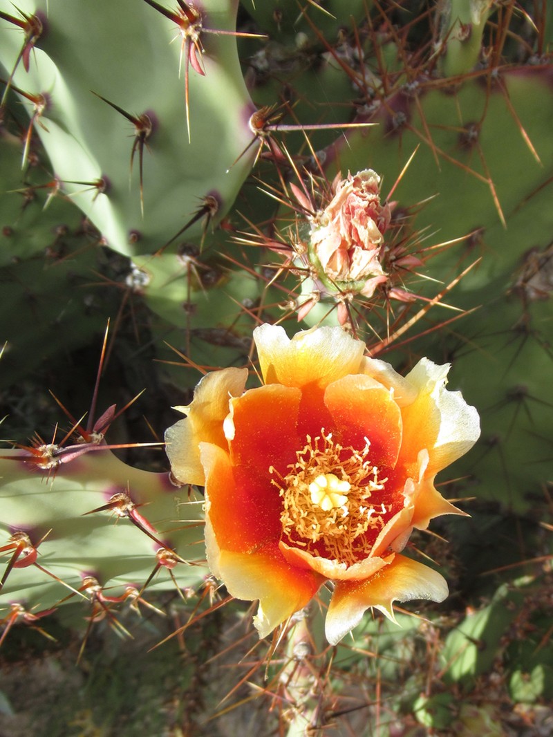 Pricklypear photo 7