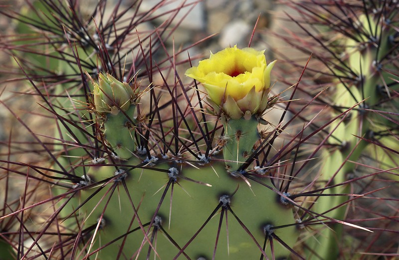 Pricklypear photo 8