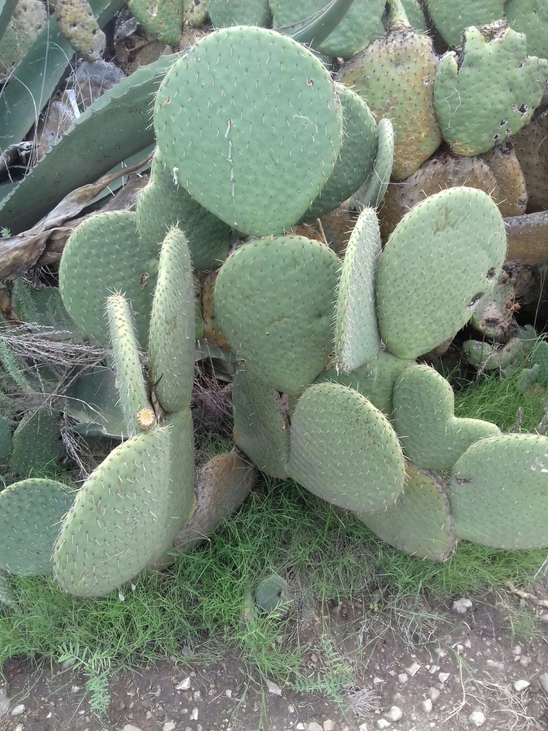 Opuntia spinulifera