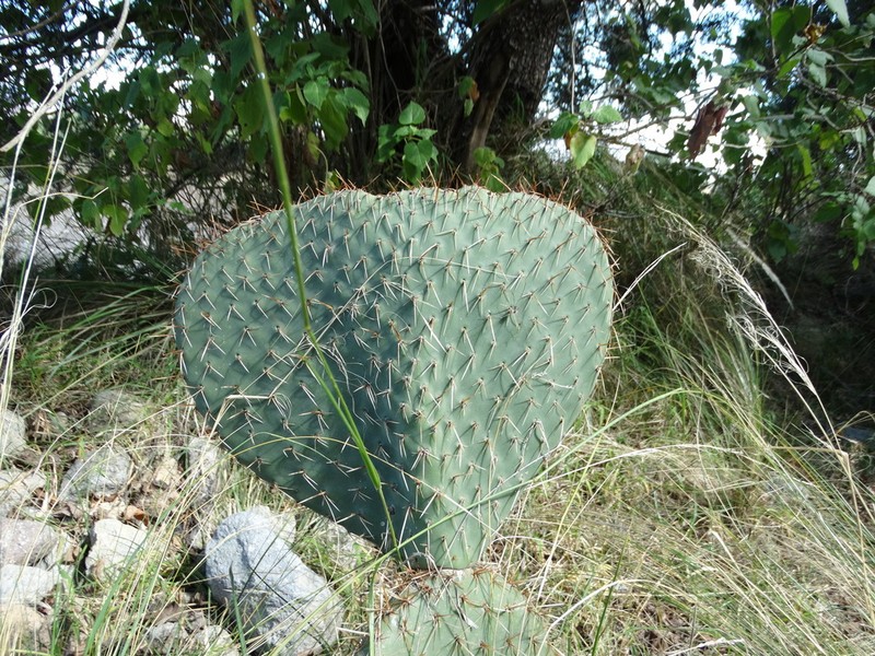 Opuntia spinulifera photo 2