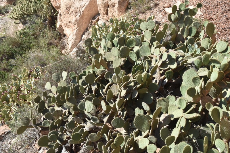 Opuntia spinulifera photo 3
