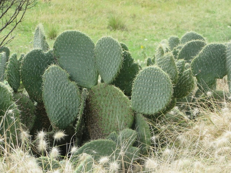 Opuntia spinulifera photo 4