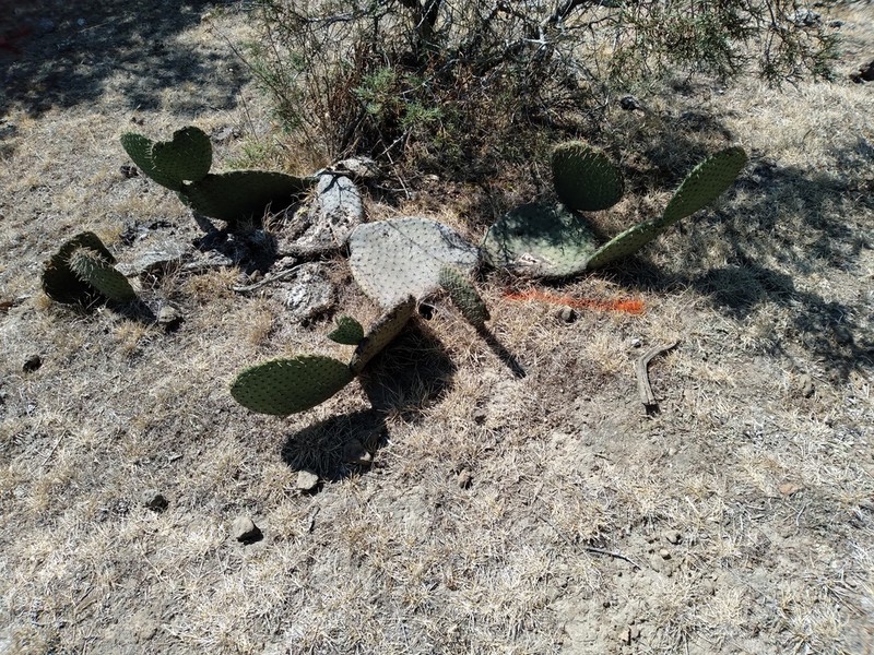 Opuntia spinulifera photo 5