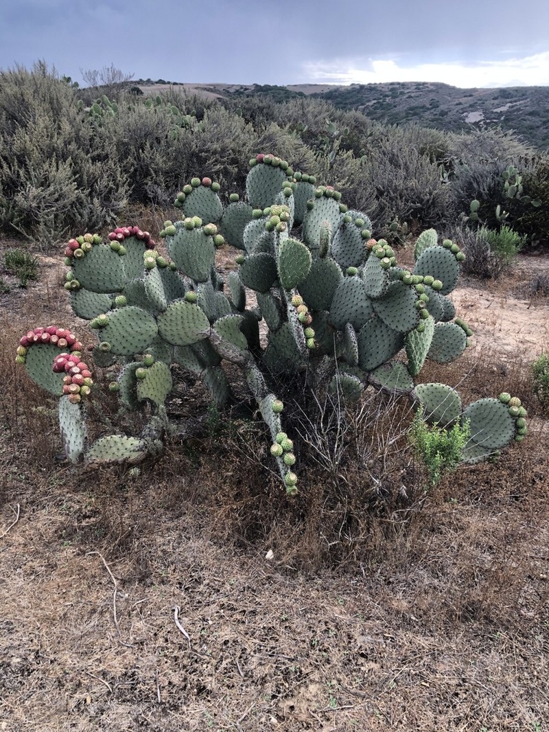 Opuntia spinulifera photo 6